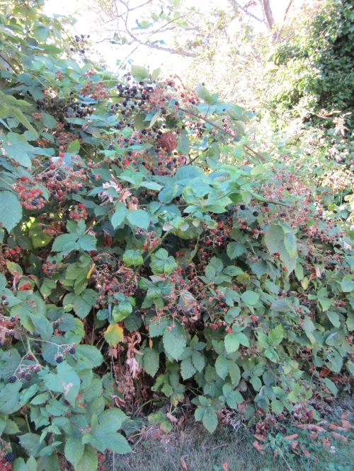 One small portion of the blackberry bush in our neighborhood