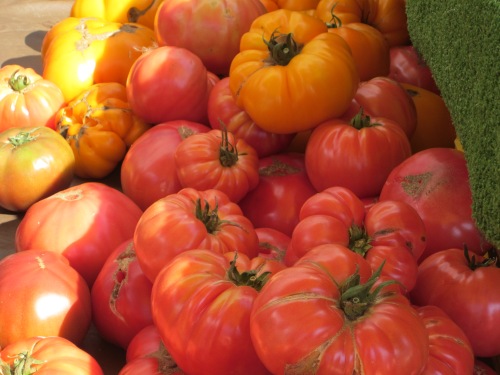 Abundance of heirloom tomatoes