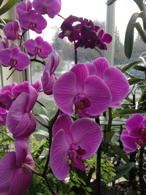 orchids at the conservatory
